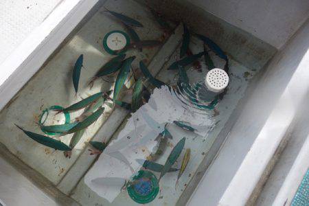 群星・むるぶし 釣果