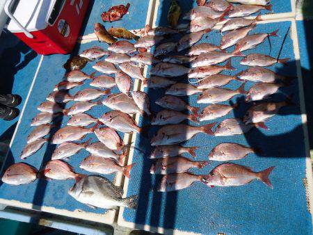 十八宝洋丸 釣果