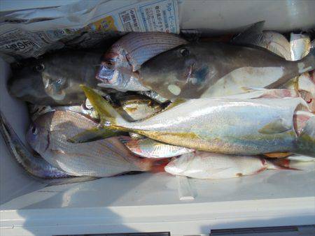 ＨＡＲＵＫＡ丸　はるかまる 釣果