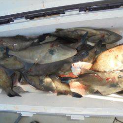 ＨＡＲＵＫＡ丸　はるかまる 釣果