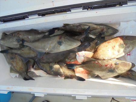 ＨＡＲＵＫＡ丸　はるかまる 釣果