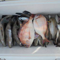 ＨＡＲＵＫＡ丸　はるかまる 釣果