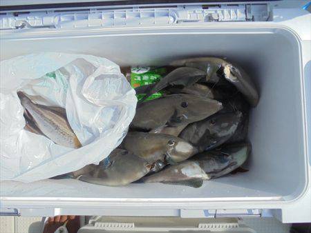 ＨＡＲＵＫＡ丸　はるかまる 釣果