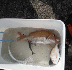 バラモン1号 釣果