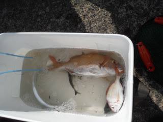 バラモン1号 釣果