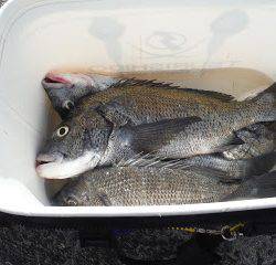 バラモン1号 釣果