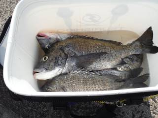 バラモン1号 釣果