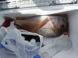 バラモン1号 釣果