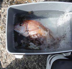 バラモン1号 釣果