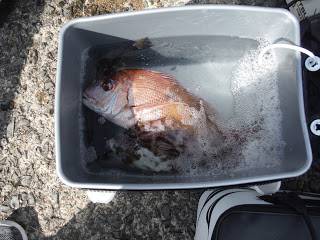 バラモン1号 釣果