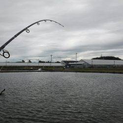 浜名湖フィッシングリゾート 釣果