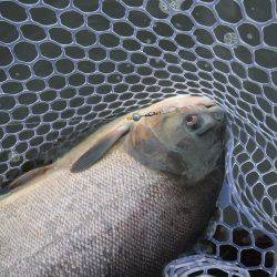 浜名湖フィッシングリゾート 釣果