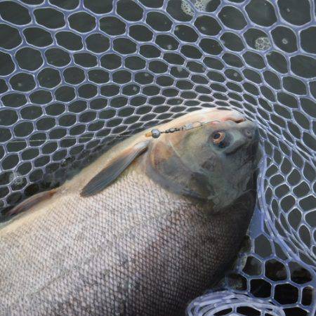 浜名湖フィッシングリゾート 釣果