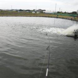浜名湖フィッシングリゾート 釣果