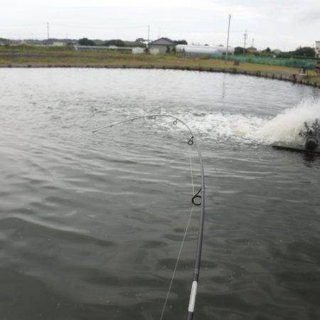 浜名湖フィッシングリゾート 釣果