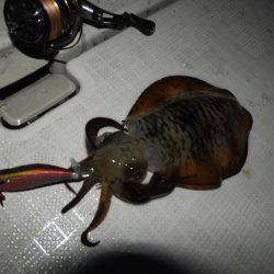 Fisherman Dreams DI 釣果