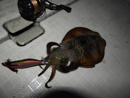 Fisherman Dreams DI 釣果