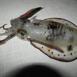 Fisherman Dreams DI 釣果