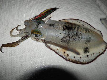 Fisherman Dreams DI 釣…