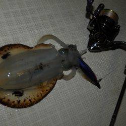 Fisherman Dreams DI 釣果