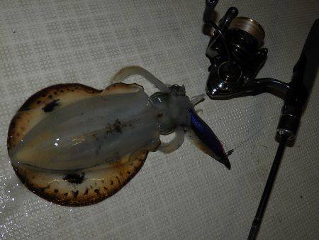 Fisherman Dreams DI 釣果