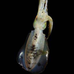 Fisherman Dreams DI 釣果