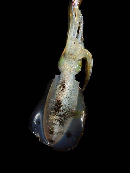 Fisherman Dreams DI 釣果