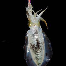 Fisherman Dreams DI 釣果