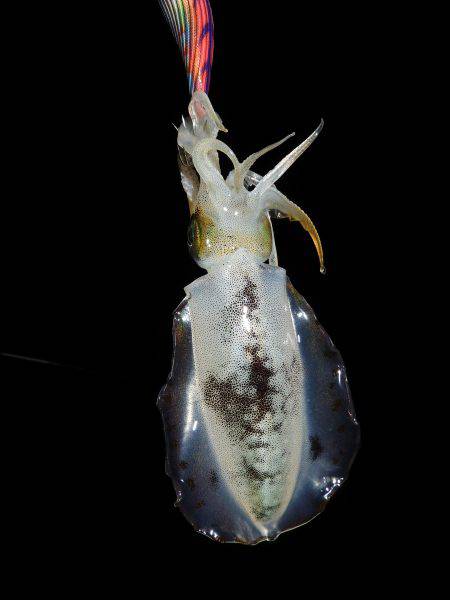 Fisherman Dreams DI 釣果