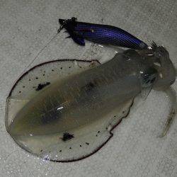 Fisherman Dreams DI 釣果