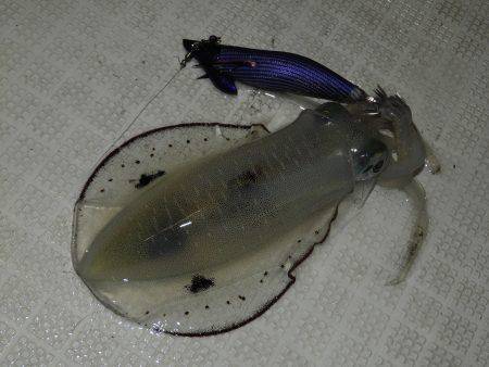 Fisherman Dreams DI 釣果