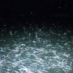 Fisherman Dreams DI 釣果