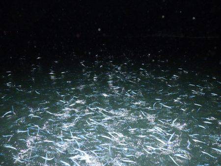 Fisherman Dreams DI 釣果