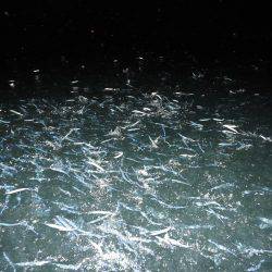 Fisherman Dreams DI 釣果