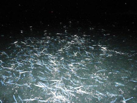 Fisherman Dreams DI 釣果