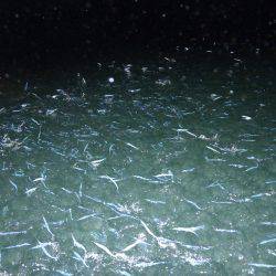 Fisherman Dreams DI 釣果