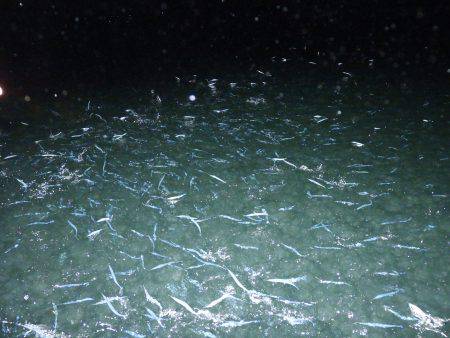 Fisherman Dreams DI 釣果