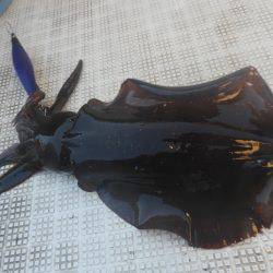 Fisherman Dreams DI 釣果