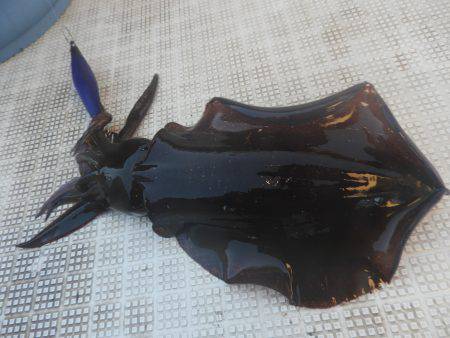 Fisherman Dreams DI 釣果