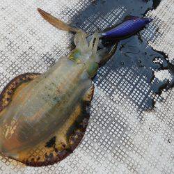 Fisherman Dreams DI 釣果