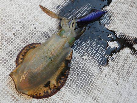 Fisherman Dreams DI 釣果