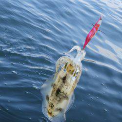 Fisherman Dreams DI 釣果