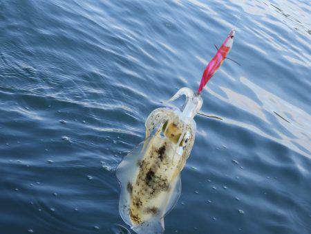 Fisherman Dreams DI 釣果