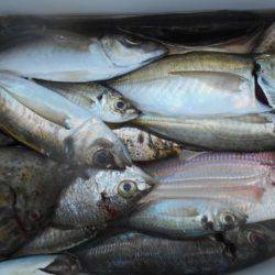 こかわ渡船　雅丸 釣果