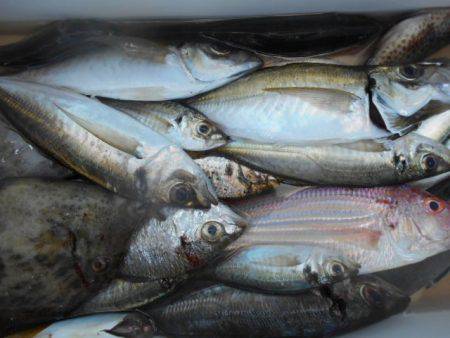 こかわ渡船　雅丸 釣果