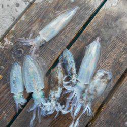 こかわ渡船　雅丸 釣果