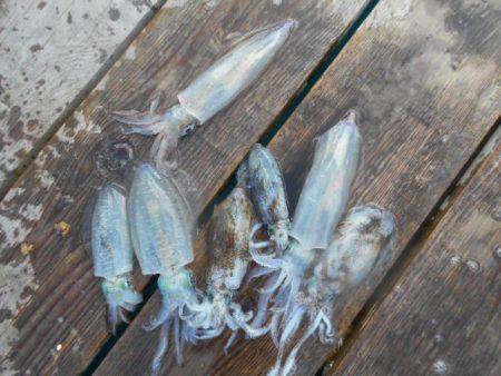 こかわ渡船　雅丸 釣果