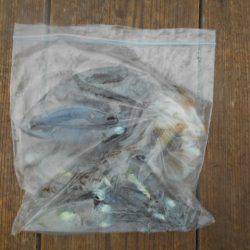 こかわ渡船　雅丸 釣果