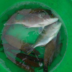 こかわ渡船　雅丸 釣果