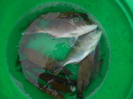 こかわ渡船　雅丸 釣果